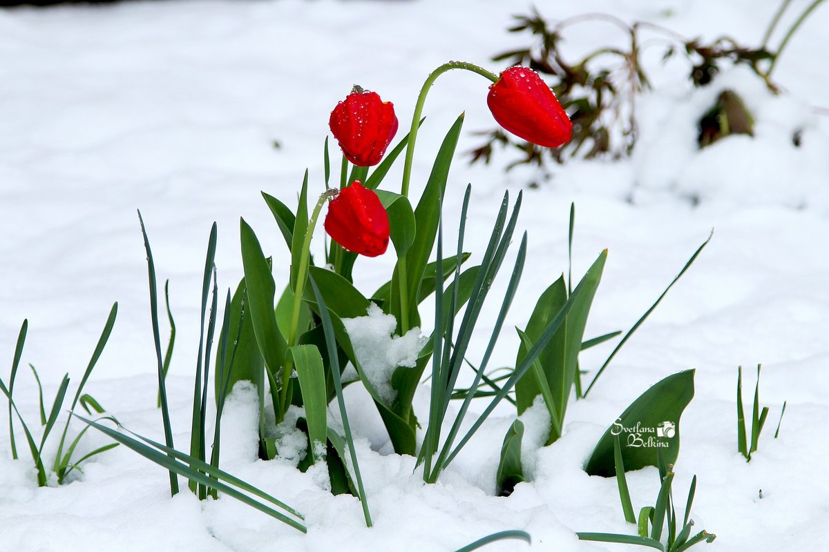 Белые тюльпаны на снегу