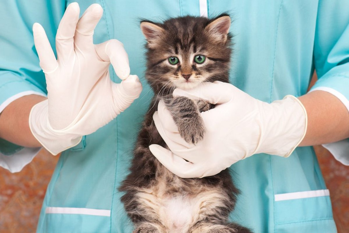 Вакцинация кошек