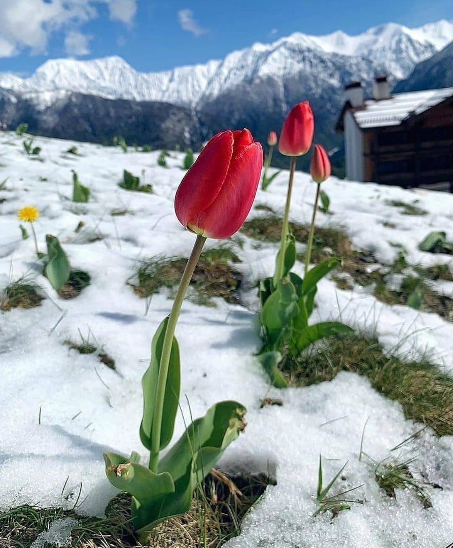 Снег тюльпаны скамейка