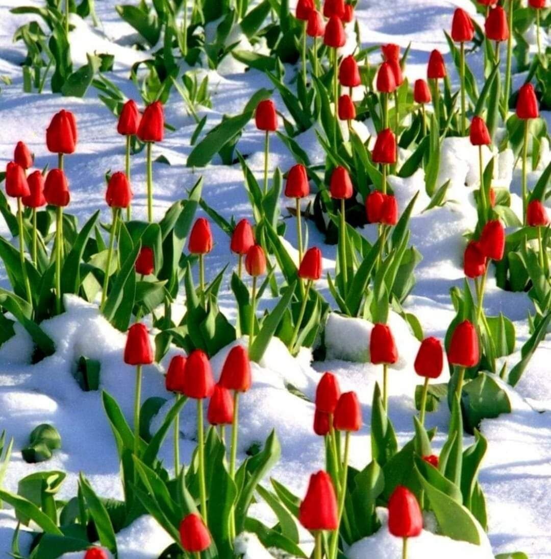 Тюльпан Snow Valley