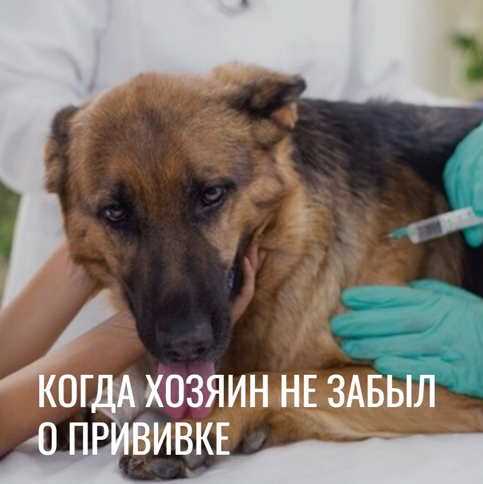 Вакцинация животных картинки