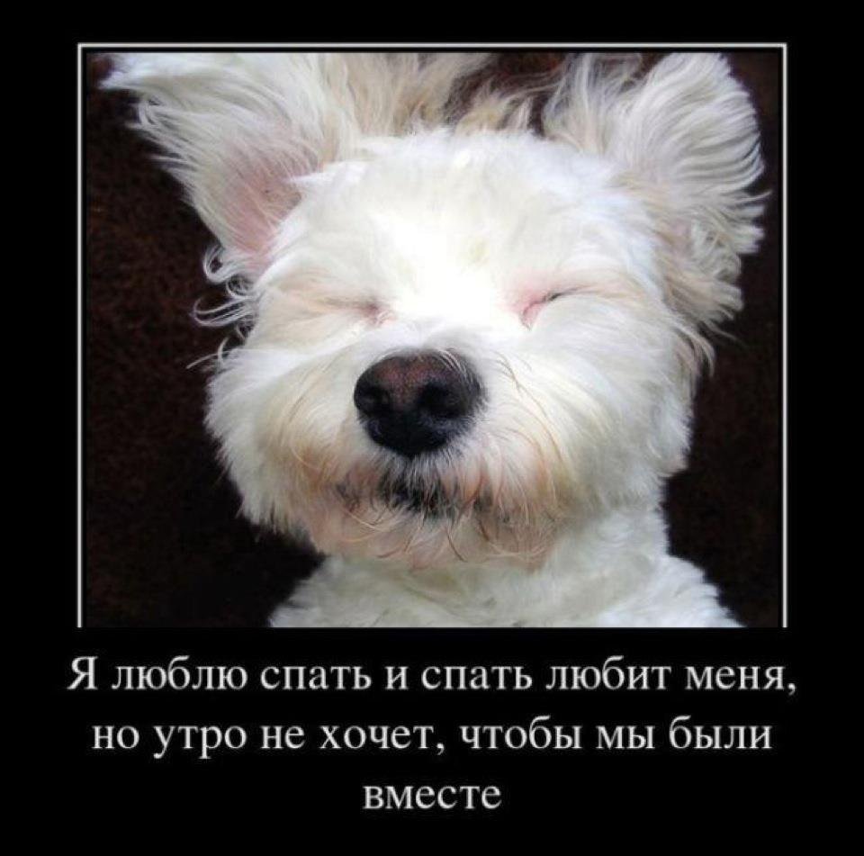 Доброе утро демотиваторы смешные