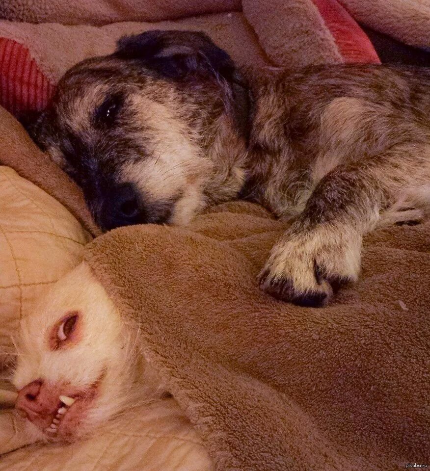 Зая я тебе не зая