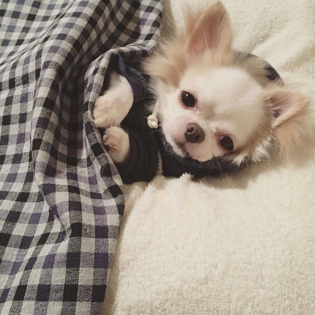 Чихуа спокойной ночи