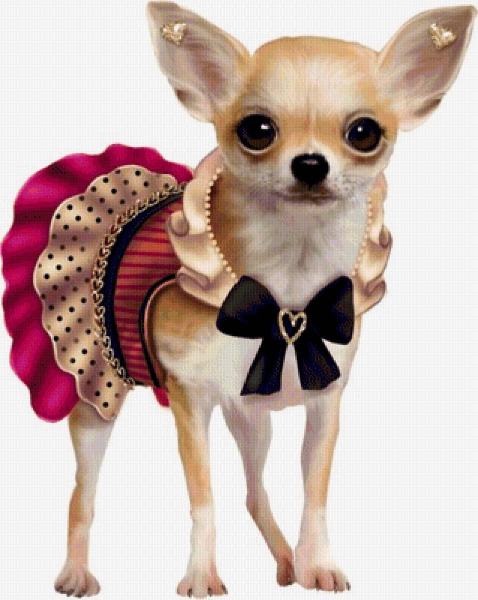 Собака чихуа терьер