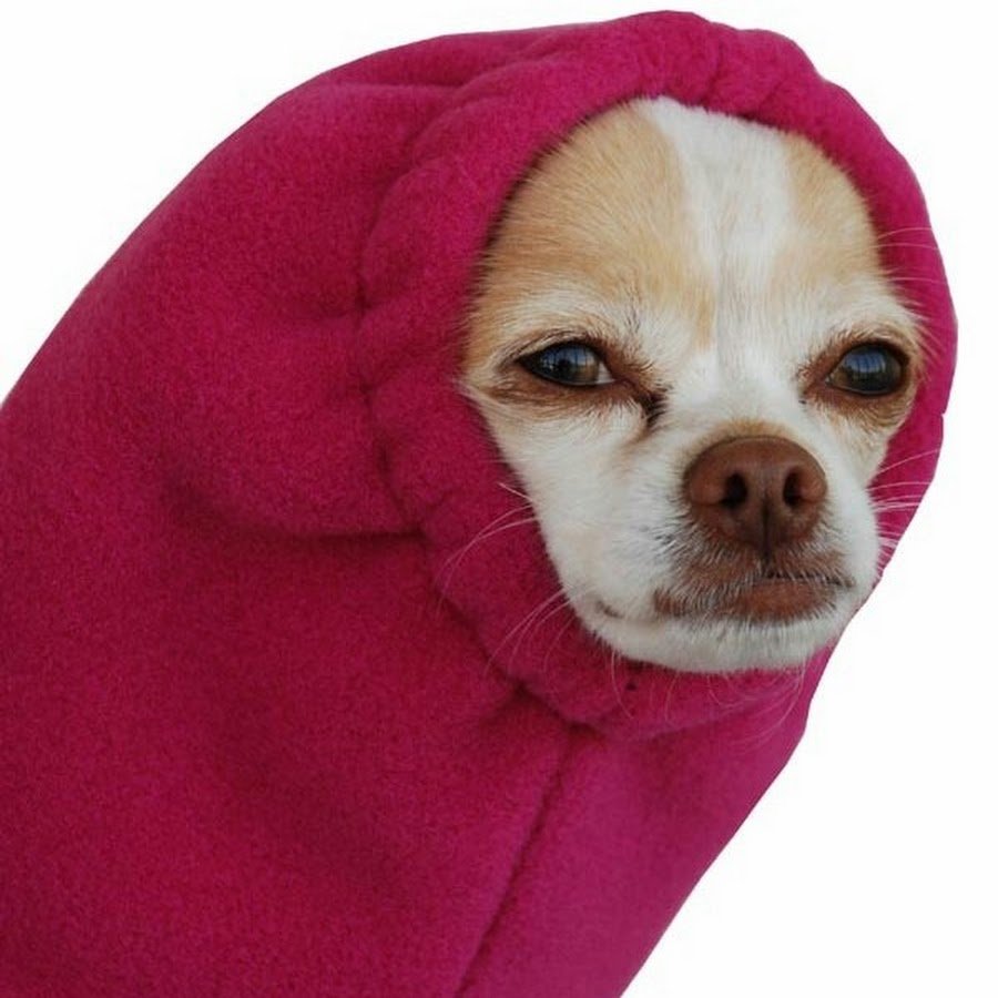 Собака в платке