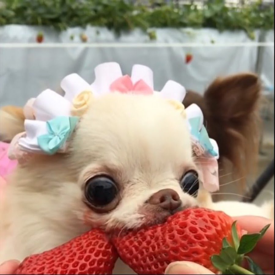 Смешные рожицы животных чихуахуа