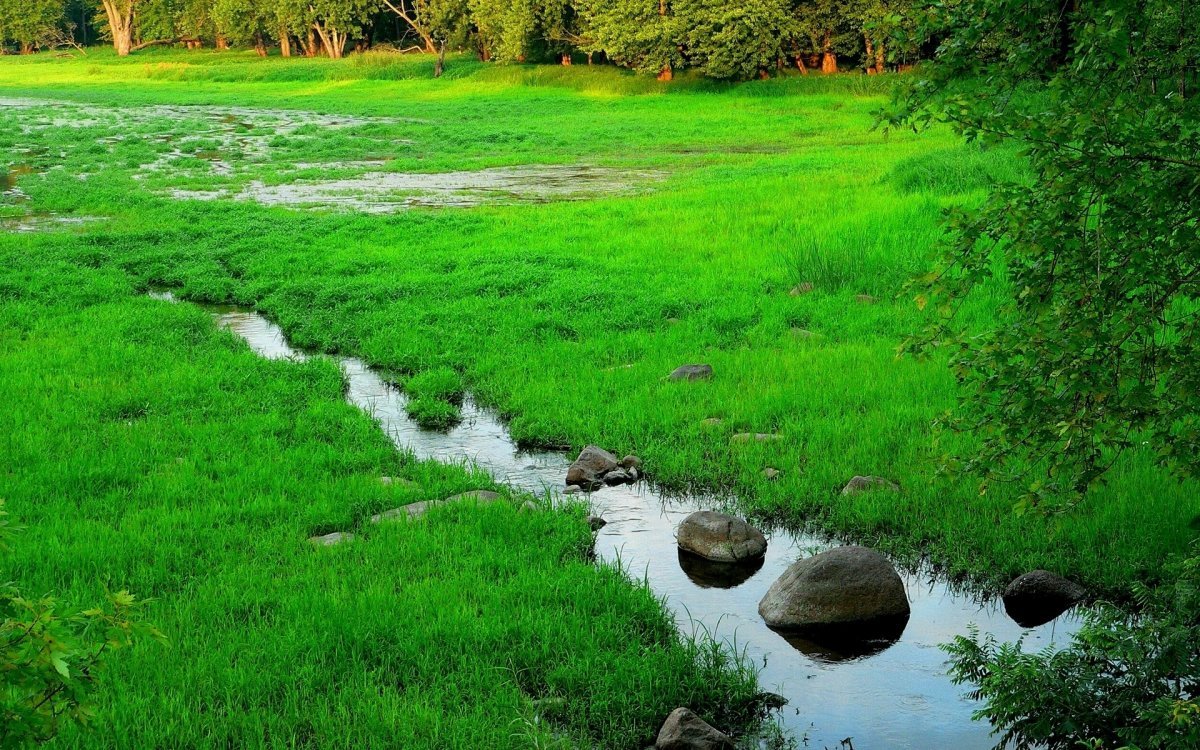 Исток реки из болота