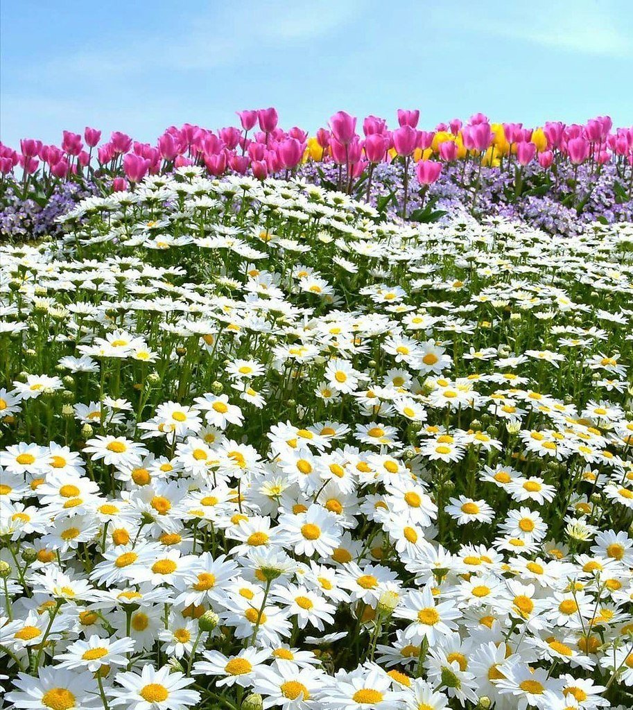 Поляна цветов