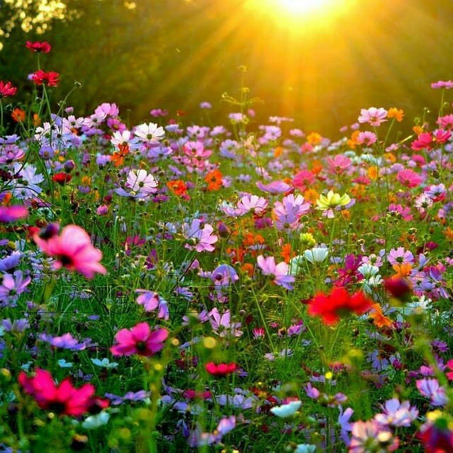 Мавританский газон Альпийский луг