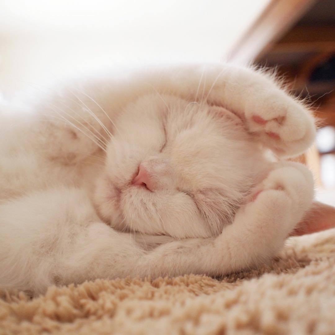 Сладких снов котик