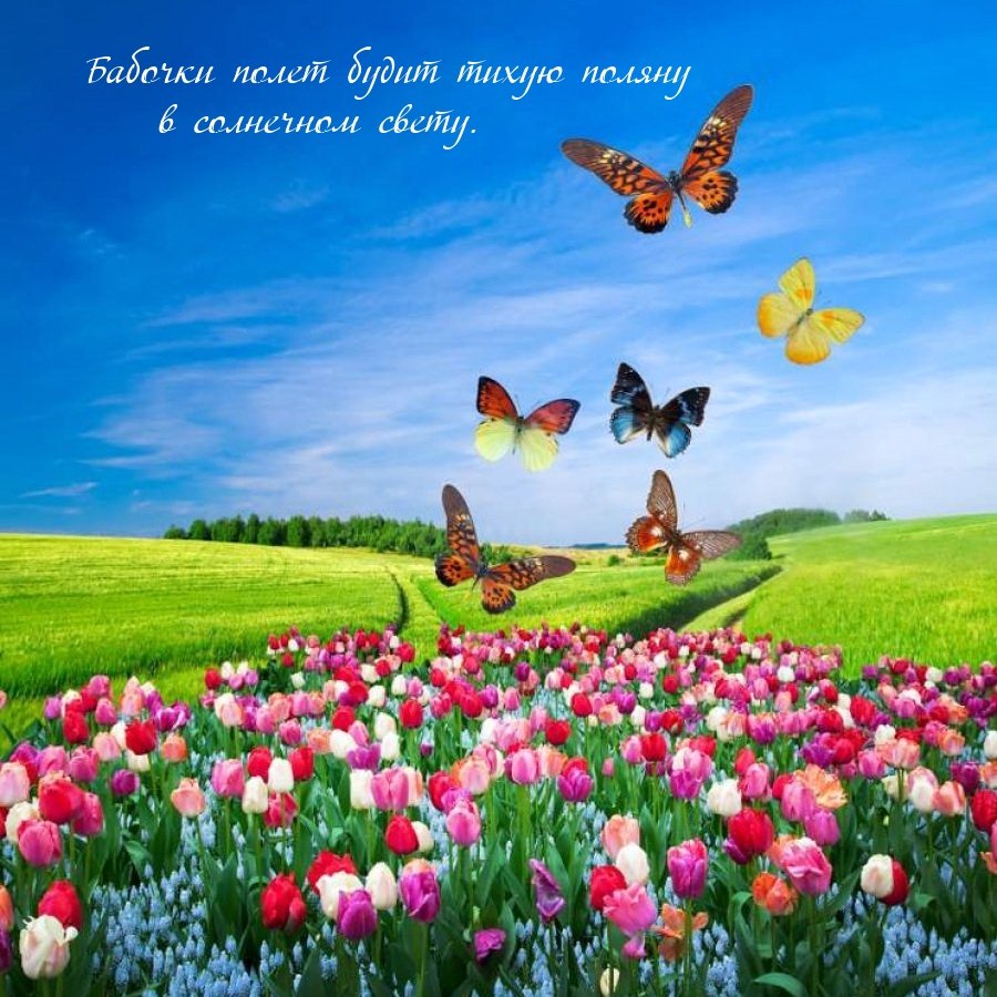 Поляна с цветами