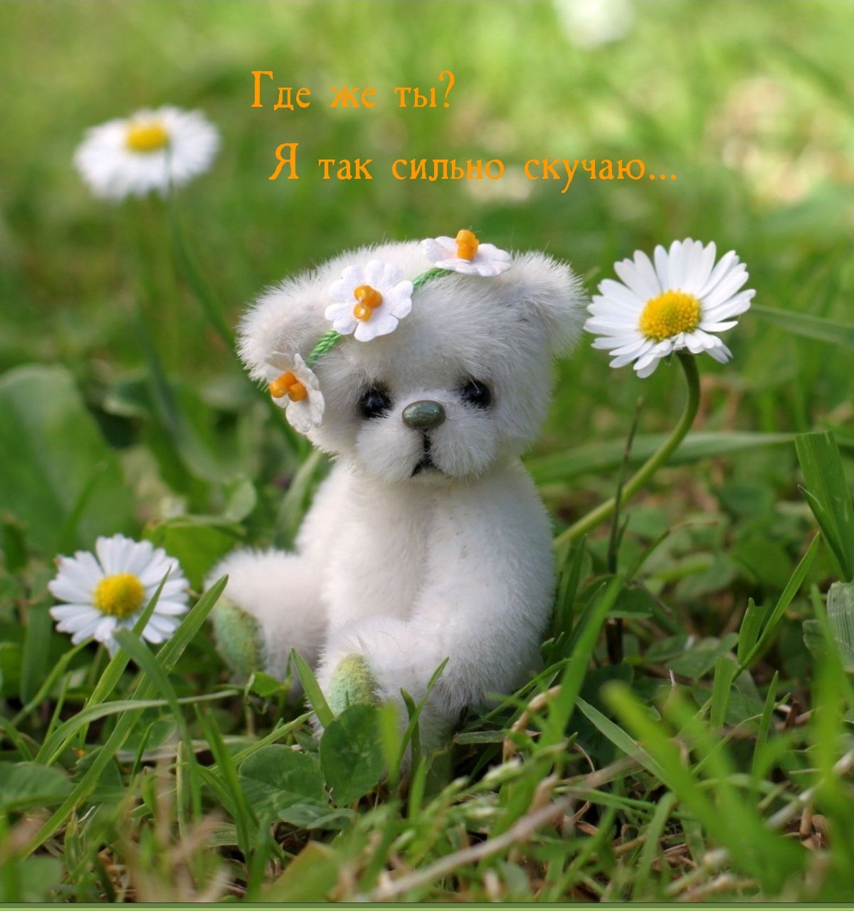 Милые ромашки