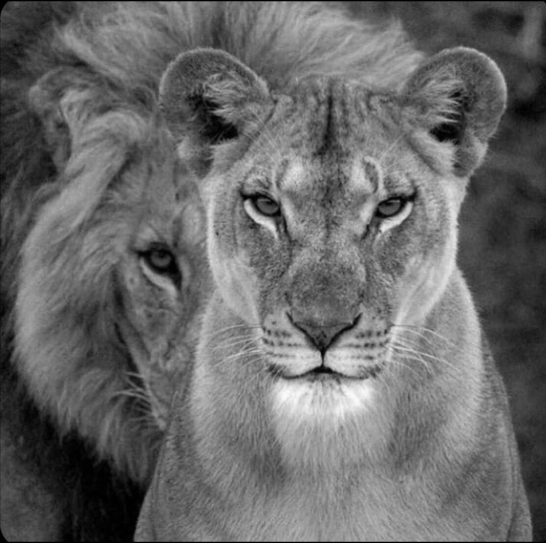 Прайд Львов