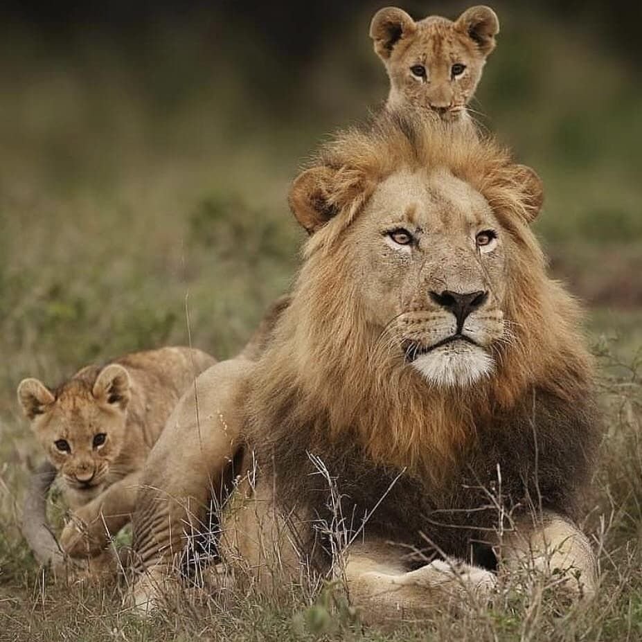 Влюбленные звери