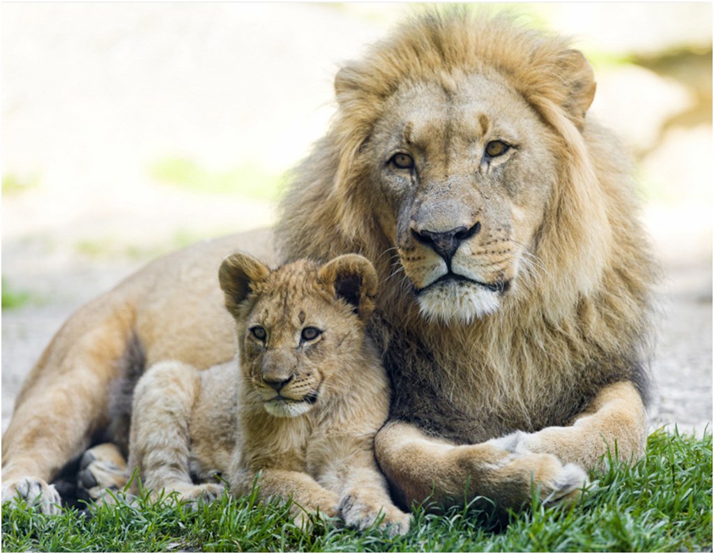 Король Лев Асали