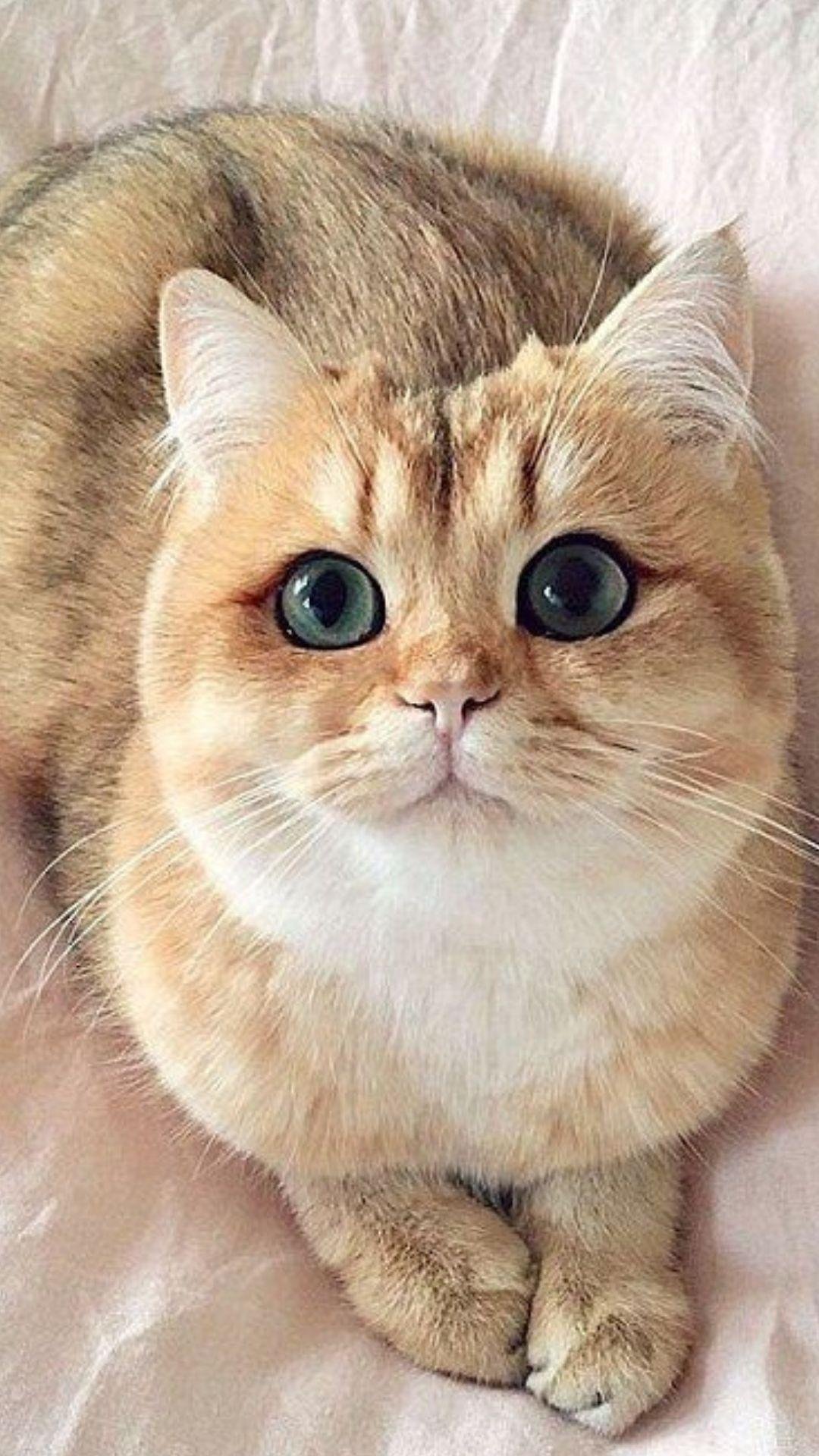 Милые котята