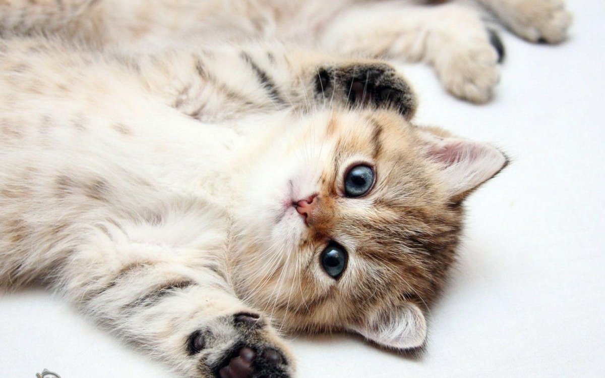 Пушистые котята