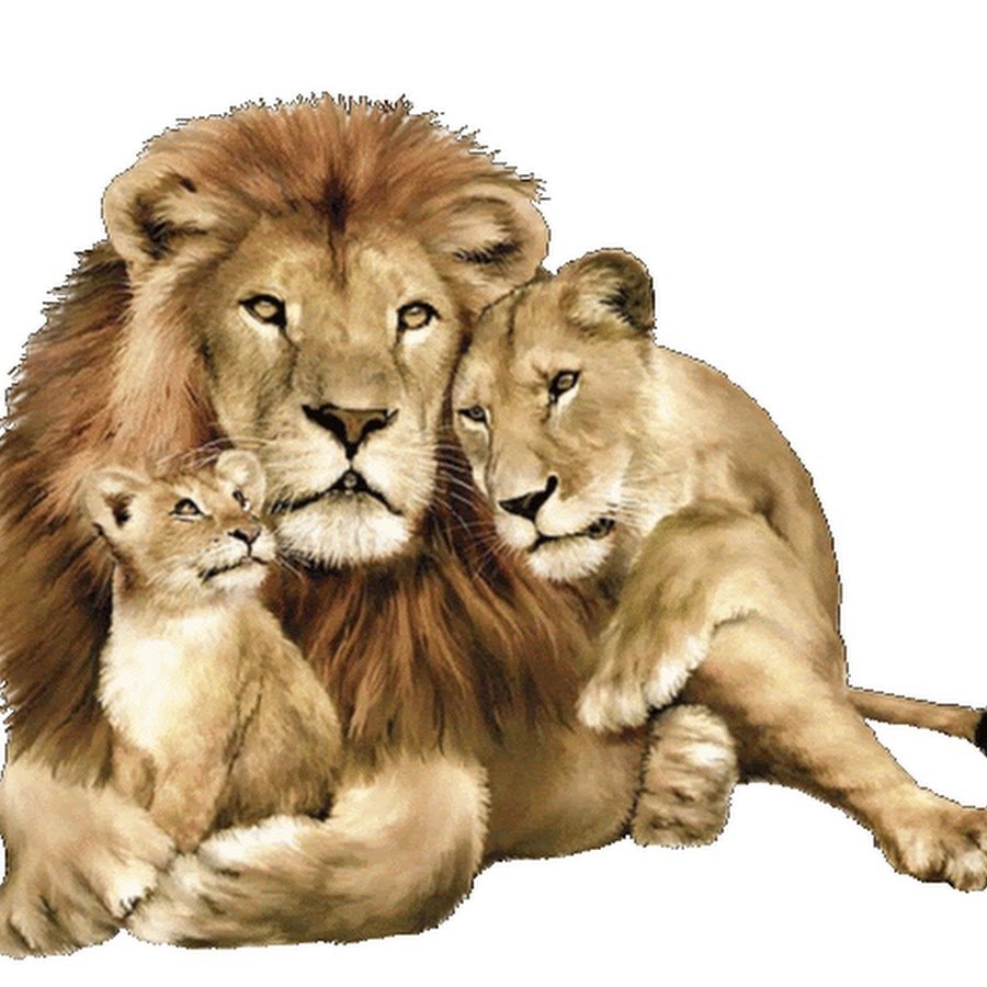 Вышивка львиный Прайд