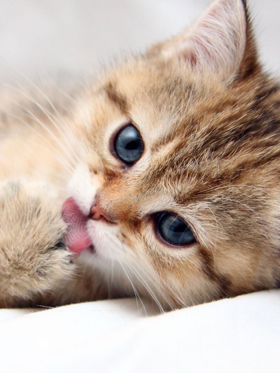 Милые котики картинки