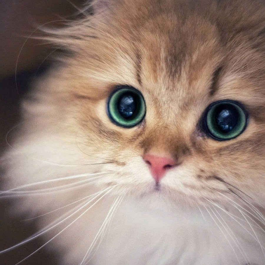 Милые котята