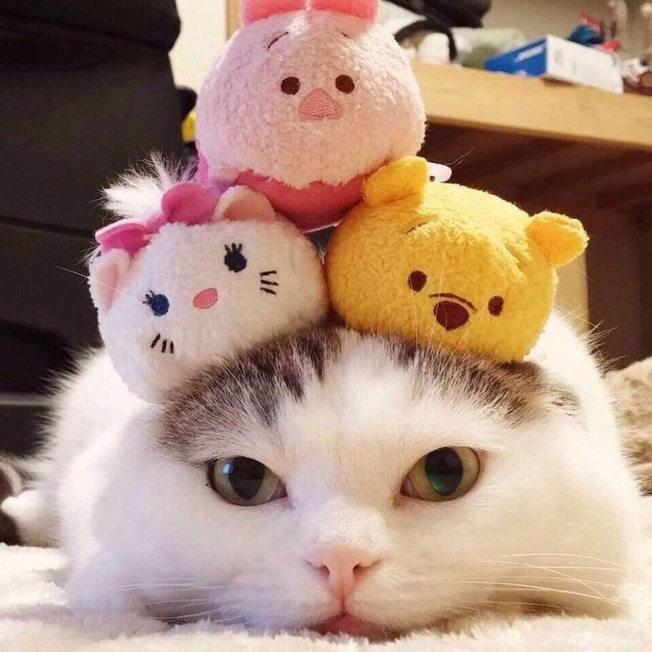 Красивые котики