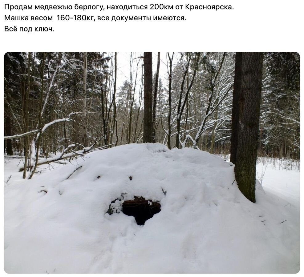 Бурый медведь зимой в берлоге