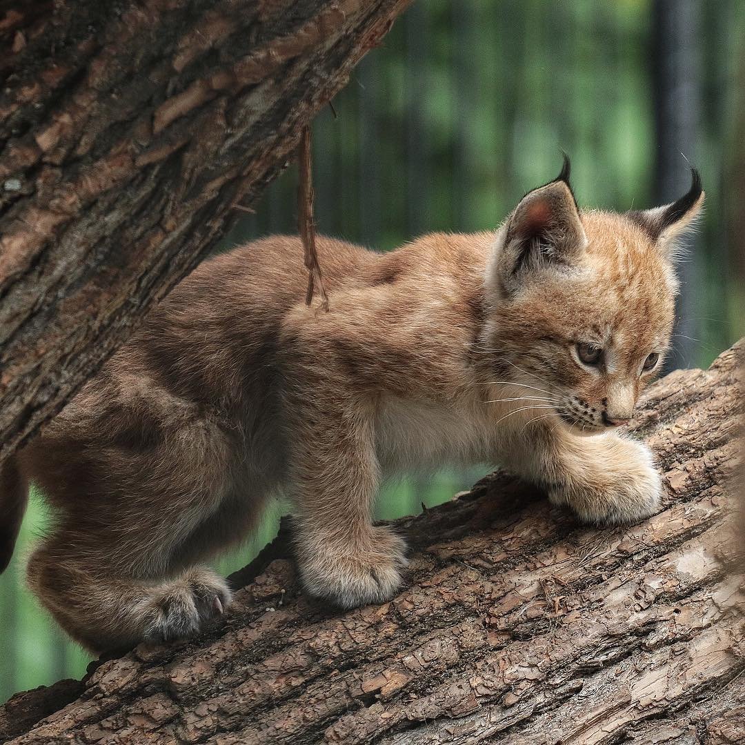 Новорожденный рысенок