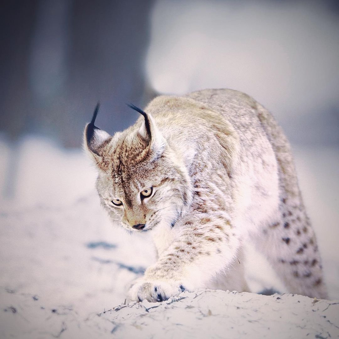 Обыкновенная Рысь Детеныши