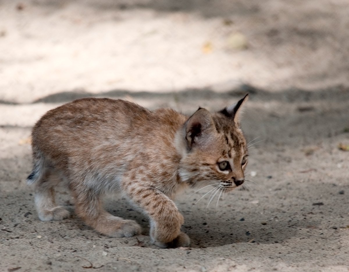 Обыкновенная Рысь Детеныши