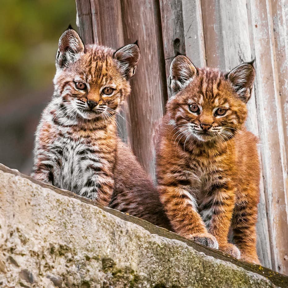 Рысенок зимой