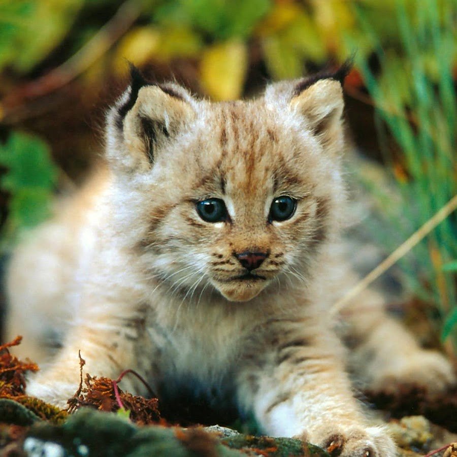 Серая канадская Рысь