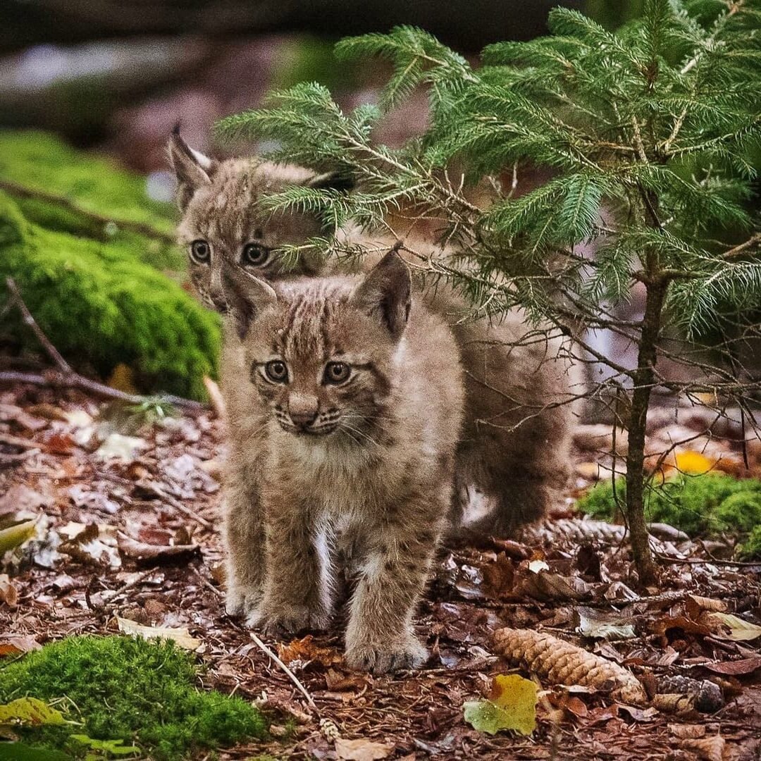 Рысенок Сева Череповец