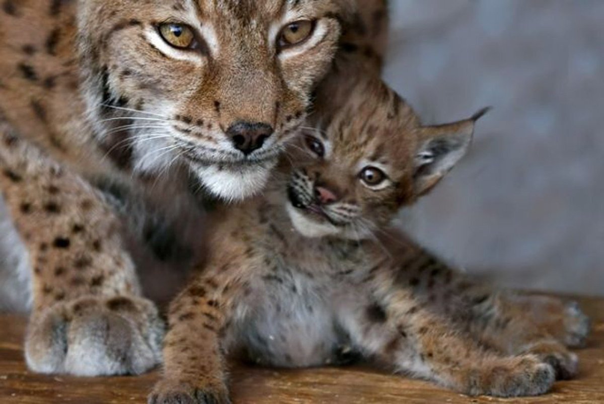 Рысь - Lynx Lynx (Linnaeus, 1758)