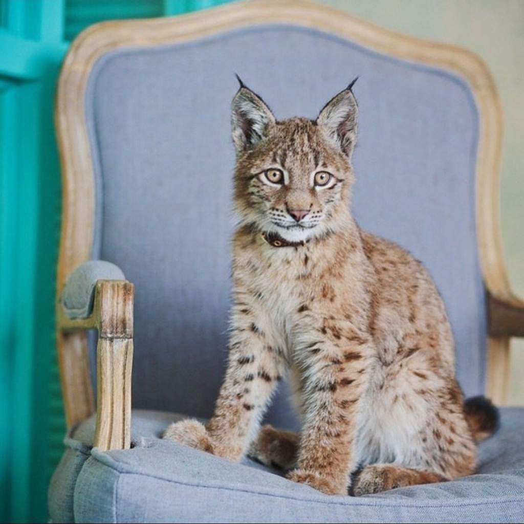 Гепард и Рысь