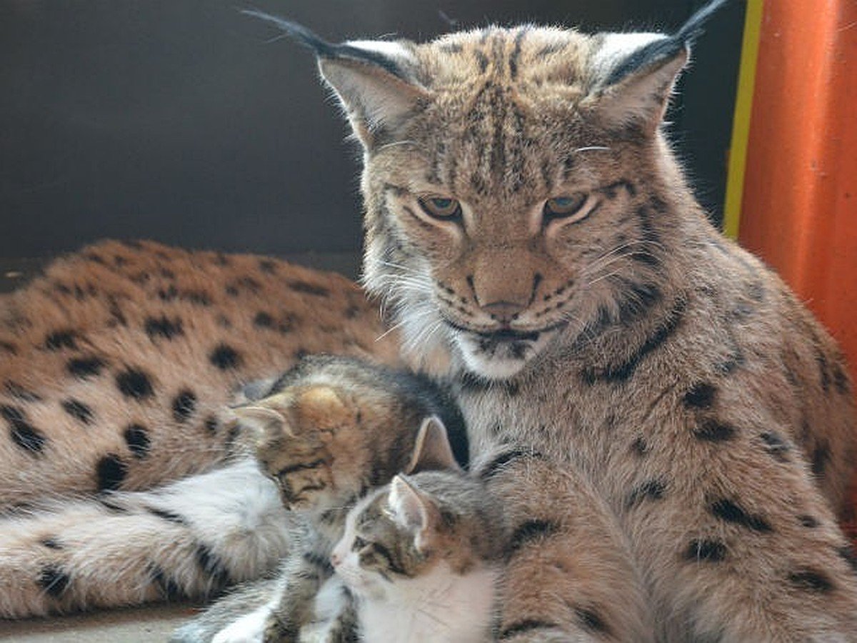 Дорогие рыси