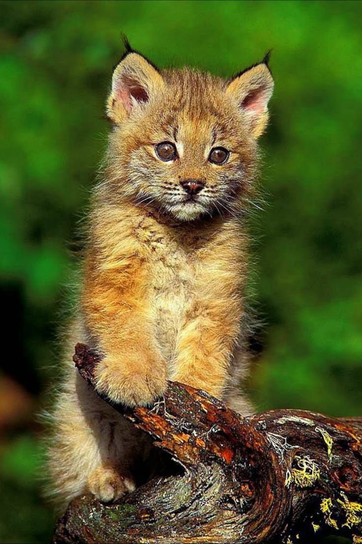 Карликовая Рысь