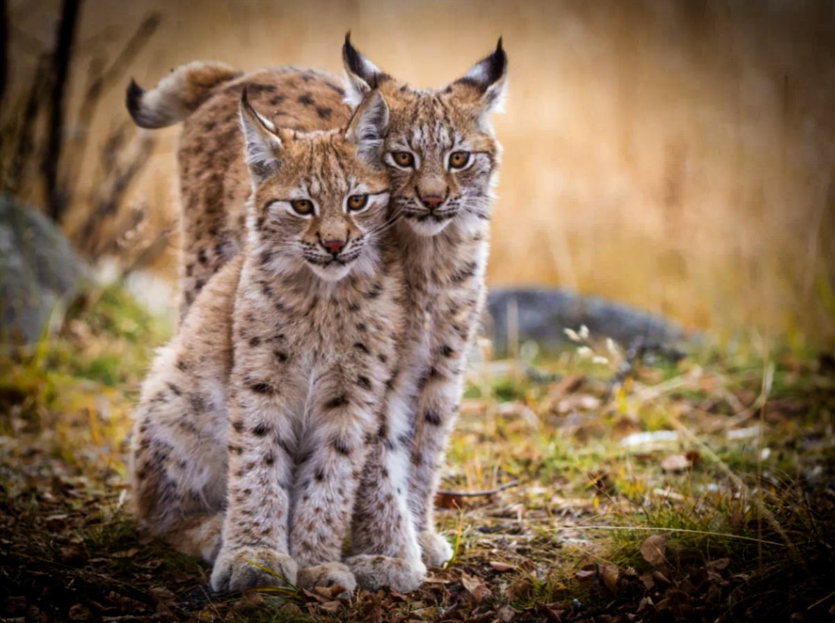 "Рысь и белка"