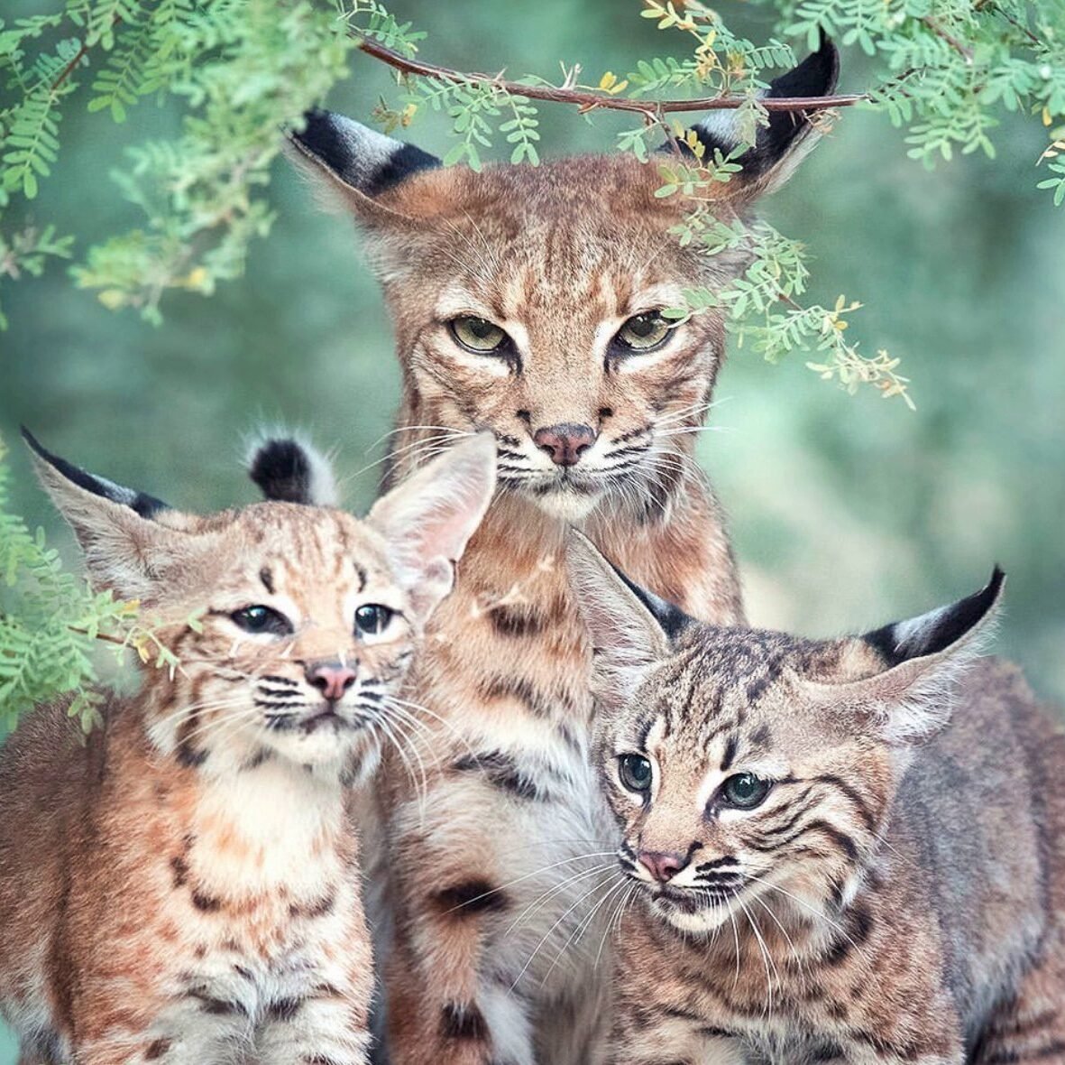 Анимированная Рысь