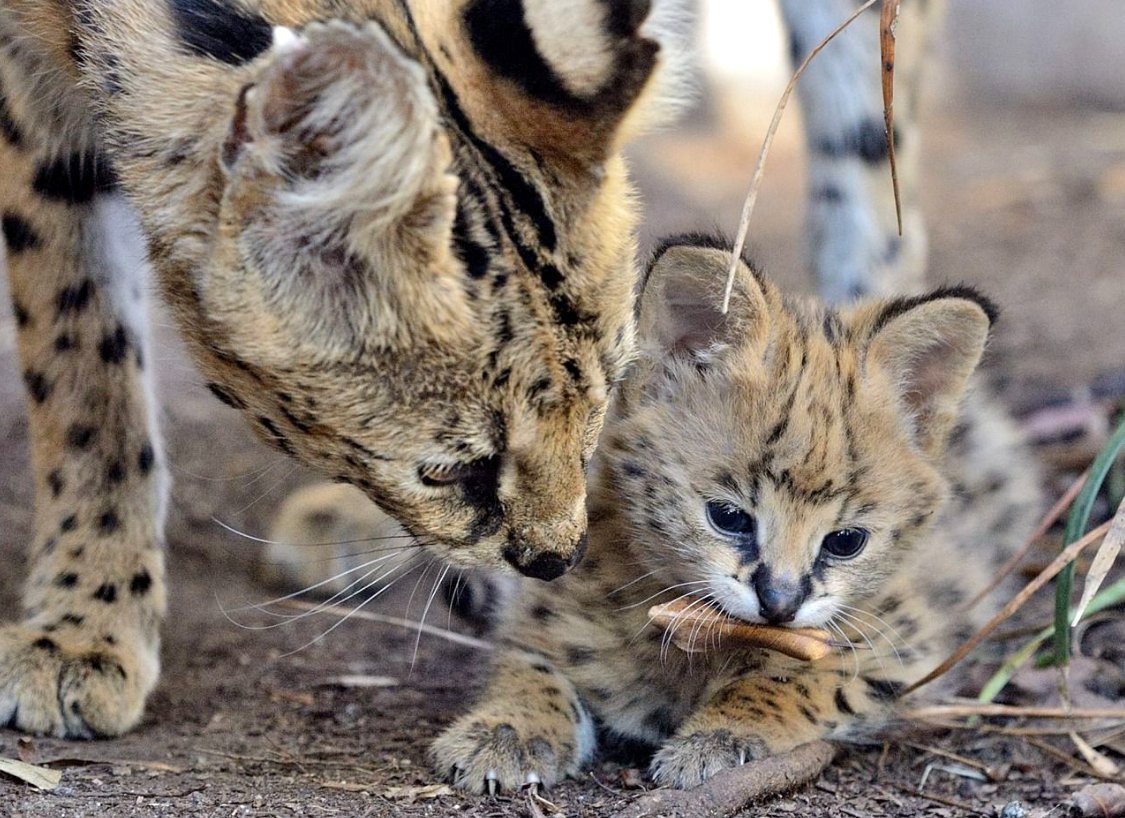 Рысь кусает