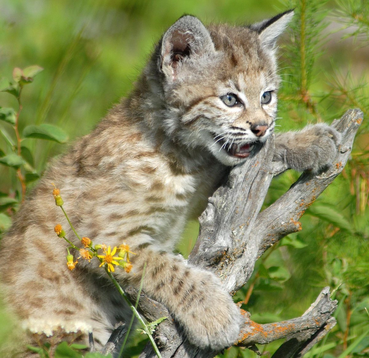 Каракал, пустынная Рысь