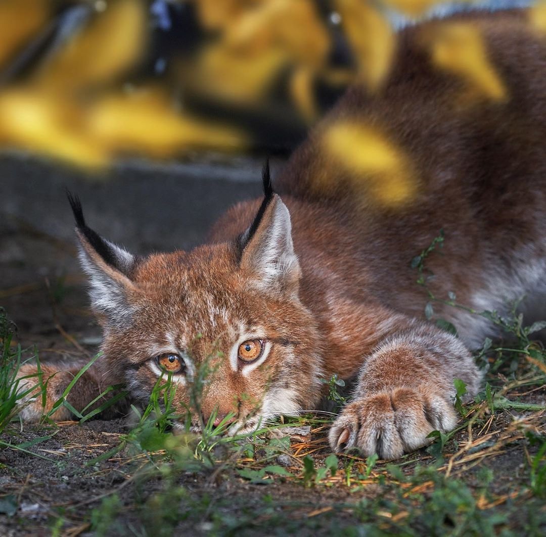 Объятия животных