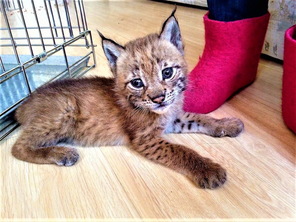 Коты Воители Рысь