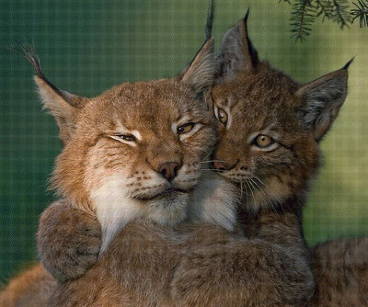 Канадская Рысь домашняя