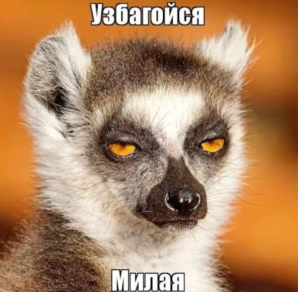 Лемур узбагойся