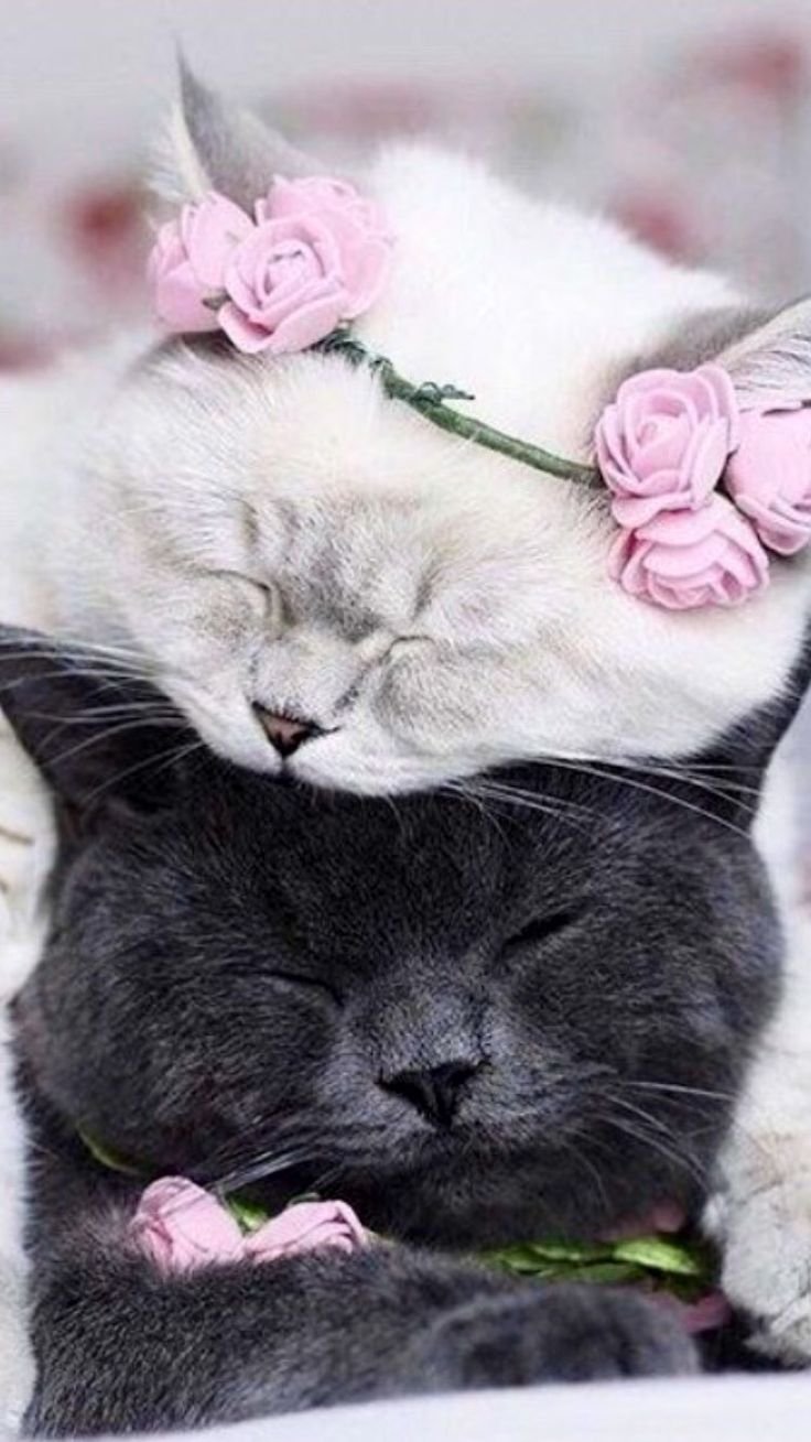 Милые котики любовь