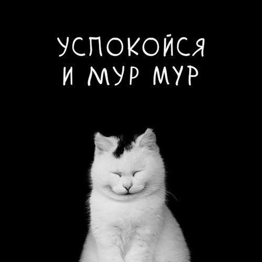 Кот успокойся