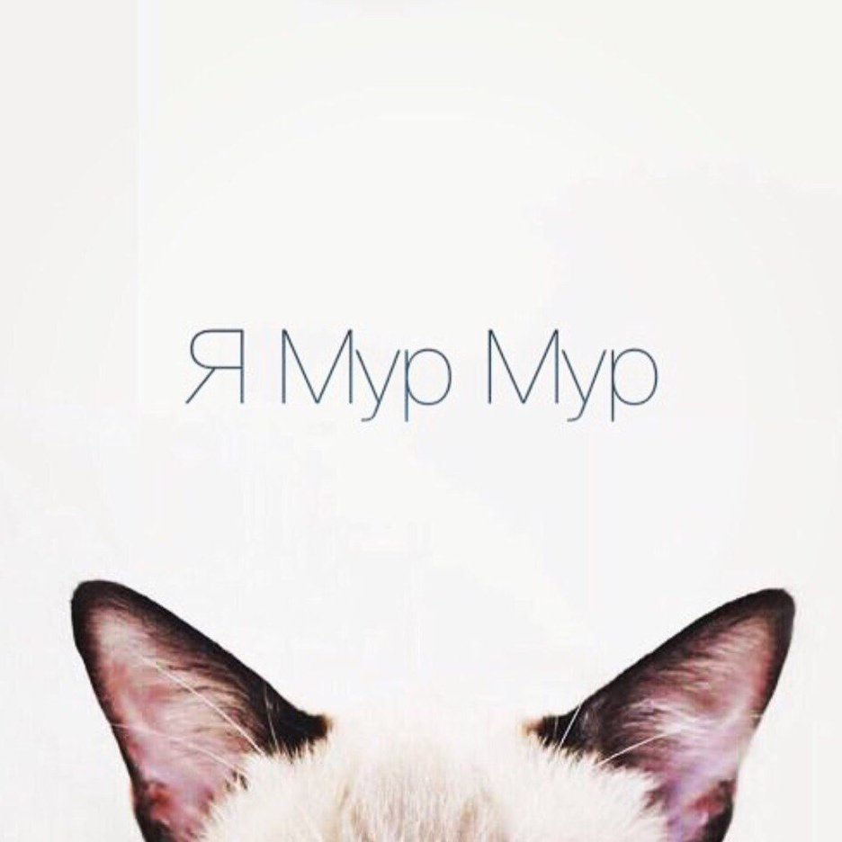 Кис кис я котик ты котик