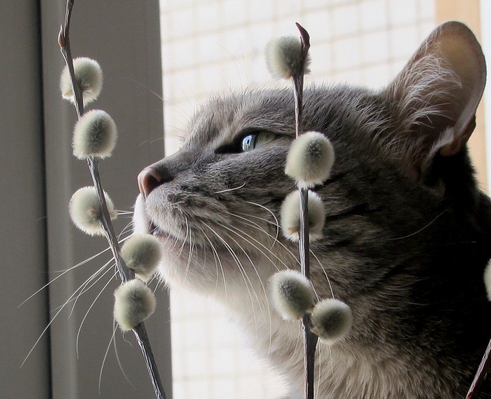 Верба котики