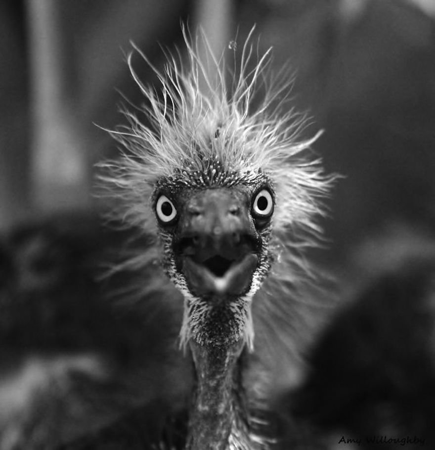 Лохматый страус